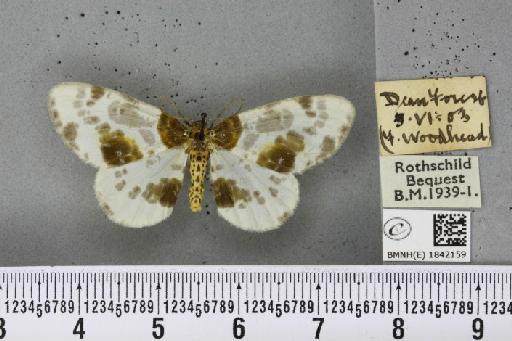 Abraxas sylvata (Scopoli, 1763) - BMNHE_1842159_418887