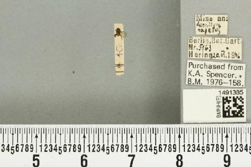 Phytomyza aconitophila Hendel, 1927 - BMNHE_1491385_53009