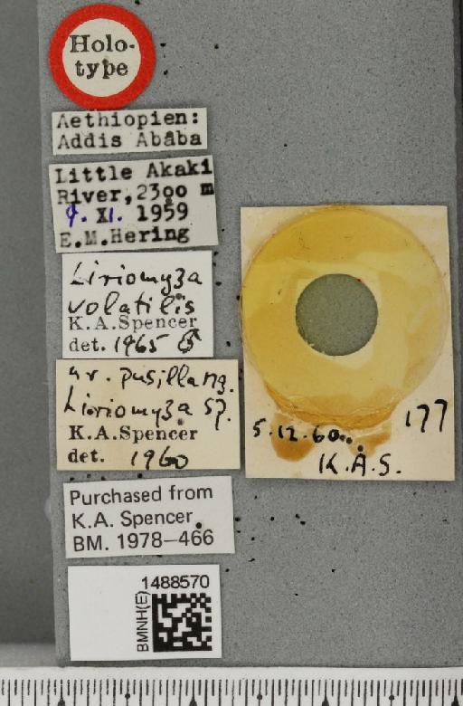Liriomyza volatilis Spencer, 1965 - BMNHE_1488570_label_52445