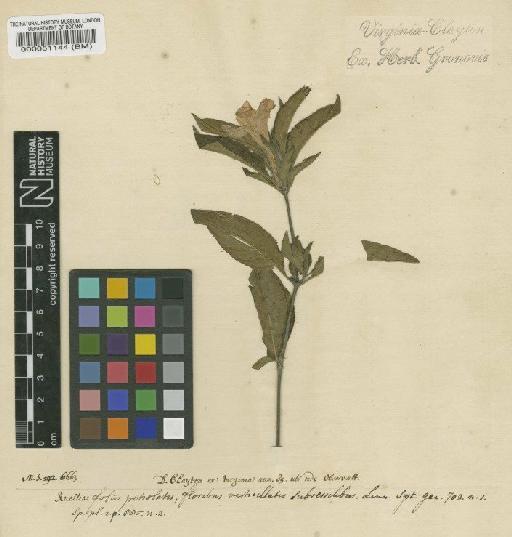 Ruellia strepens L. - BM000051144