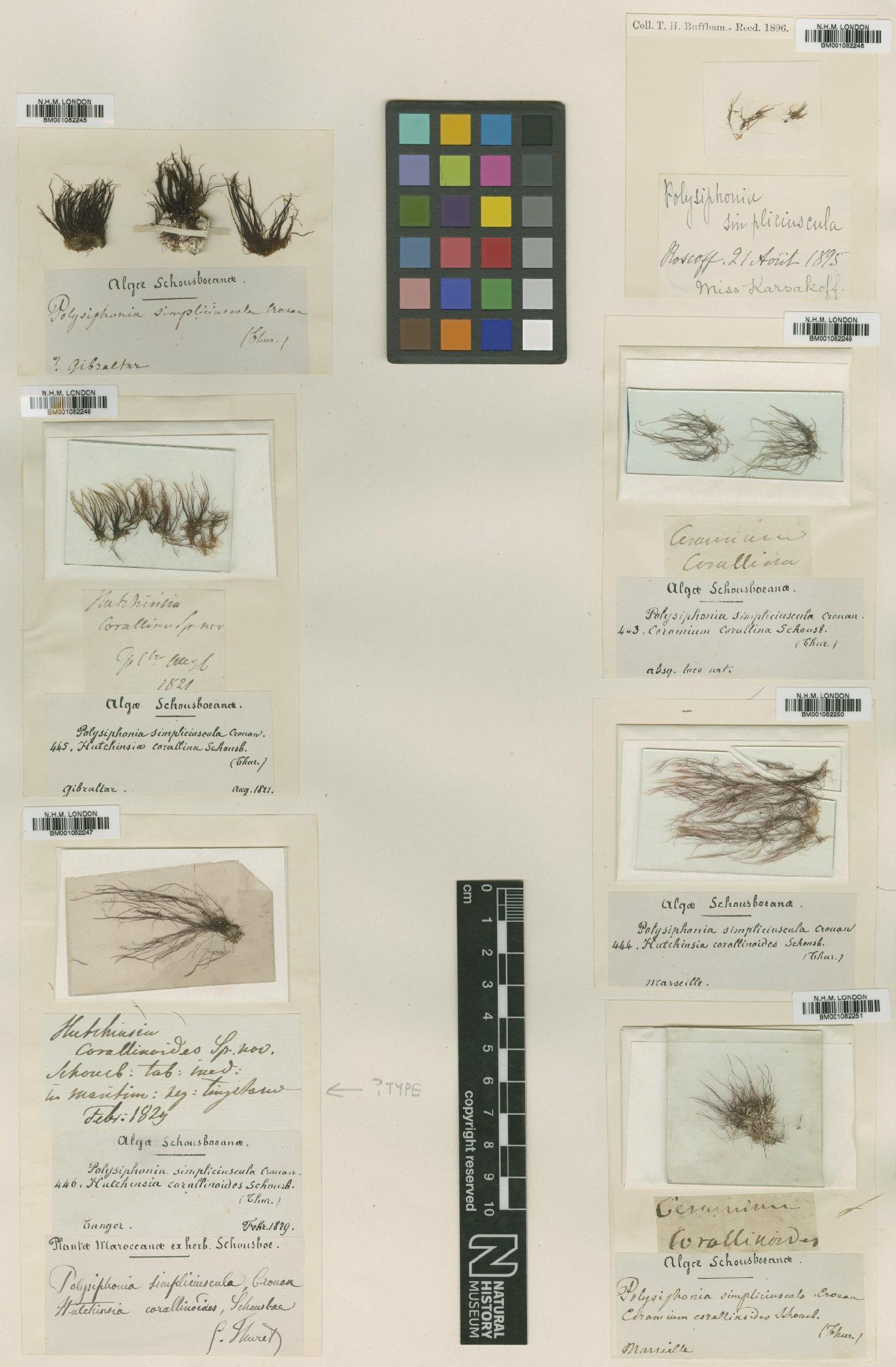 To NHMUK collection (Polysiphonia simpliciuscula P.Crouan & H.Crouan; NHMUK:ecatalogue:2307338)