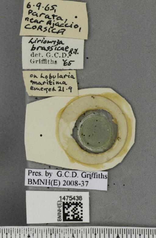 Liriomyza brassicae (Riley, C.V., 1884) - BMNHE_1475438_label_49241