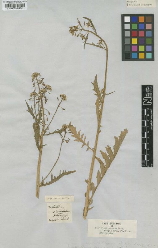 Rorippa palustris subsp. hispida (Desv.) Jonsell - BM000583703