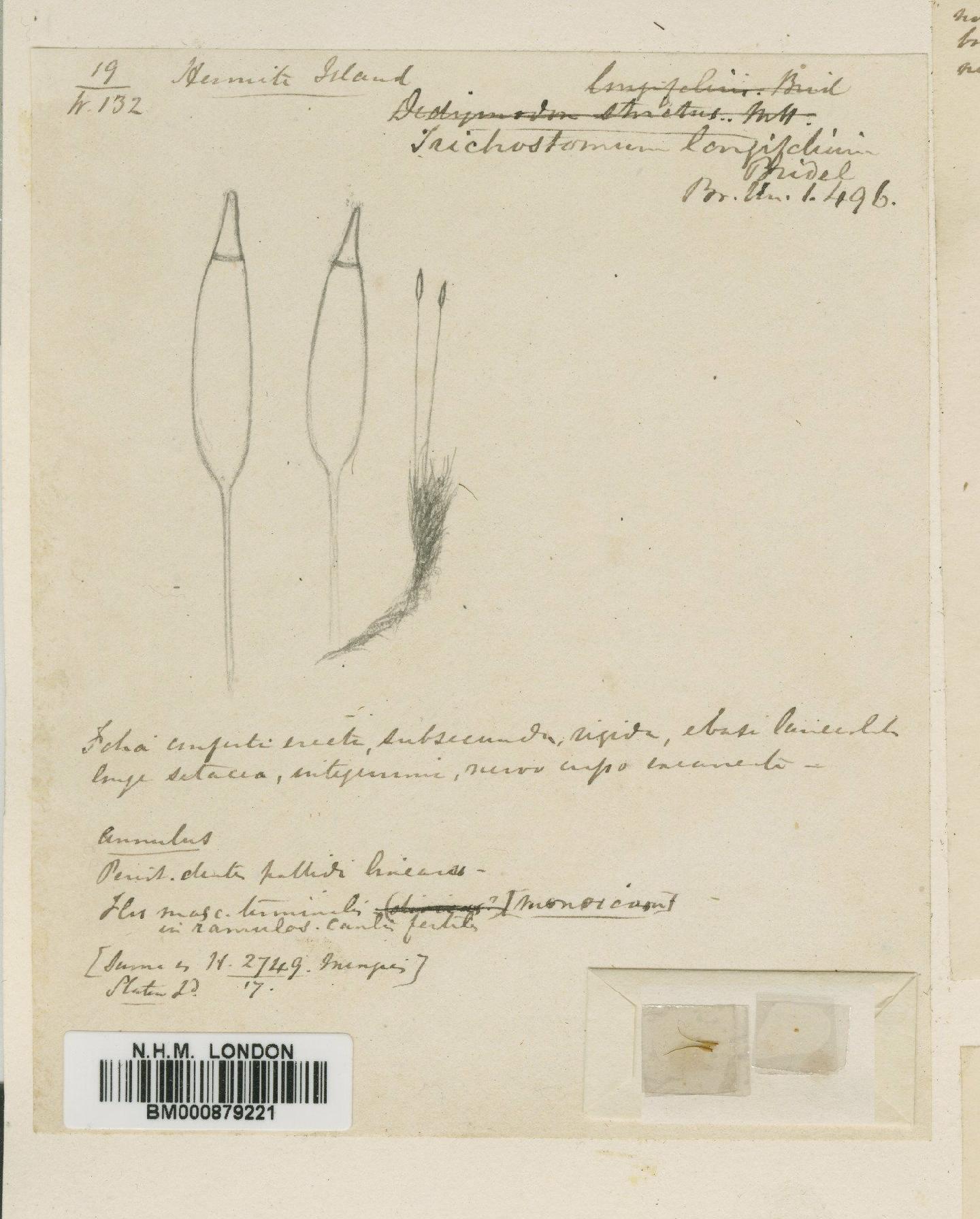 To NHMUK collection (Ditrichum hookeri (Müll.Hal.) Hampe; Type; NHMUK:ecatalogue:4530741)
