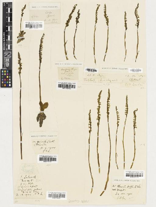 Spiranthes spiralis (L.) Chevall. - BM001037341