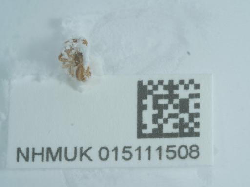 Xysticus C.L. Koch, 1835 - 015111508_1