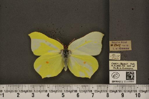 Gonepteryx rhamni rhamni Linnaeus, 1758 - BMNHE_1111507_64654