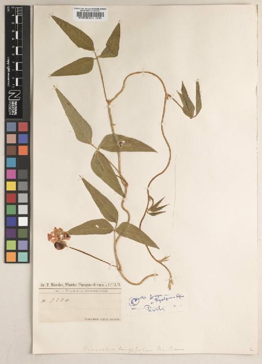 Vigna longifolia (Benth.) Verdc. - BM000538445