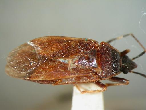 Neolethaeus greeni (Kirby, 1891) - Hemiptera: Neolethaeus Gre