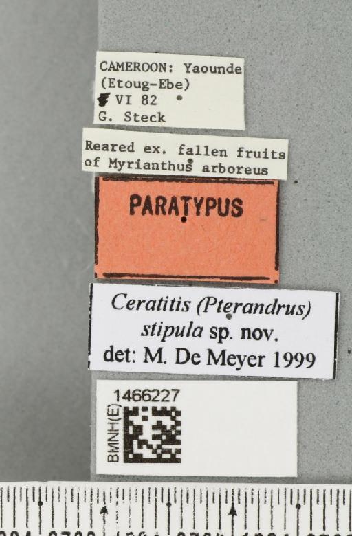 Ceratitis (Pterandrus) stipula De Meyer & Freidberg, 2005 - BMNHE_1466227_label_27016