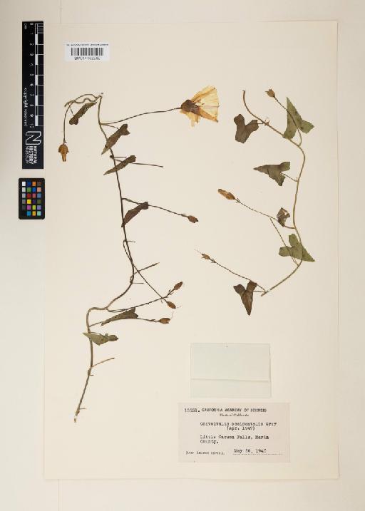 Calystegia arida - 014132982