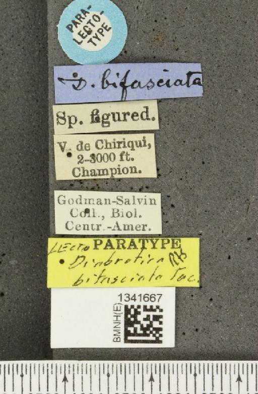 Gynandrobrotica bifasciata (Jacoby, 1887) - BMNHE_1341667_label_23637