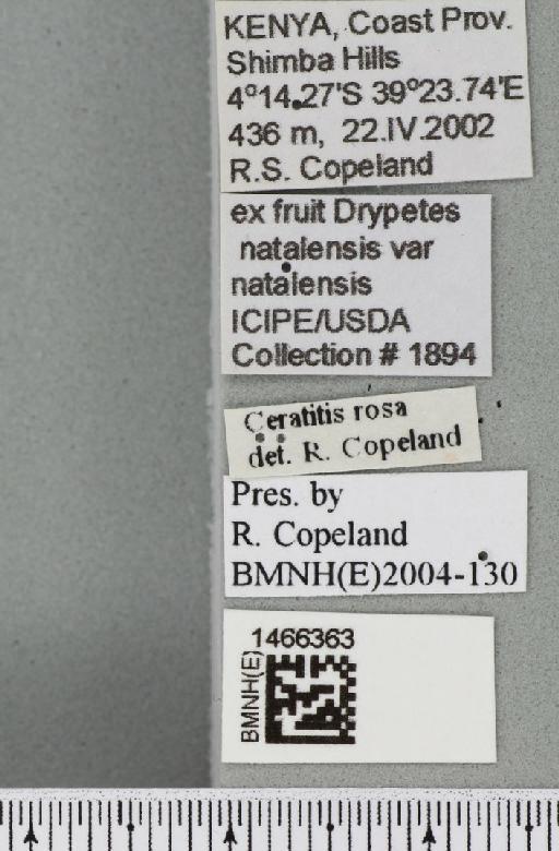 Ceratitis (Pterandrus) rosa Karsch, 1887 - BMNHE_1466363_label_26930