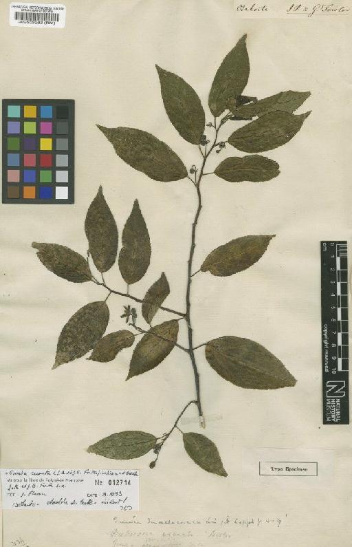 Grewia crenata (J.R.Forst.) Schinz & Guill. - BM000559662
