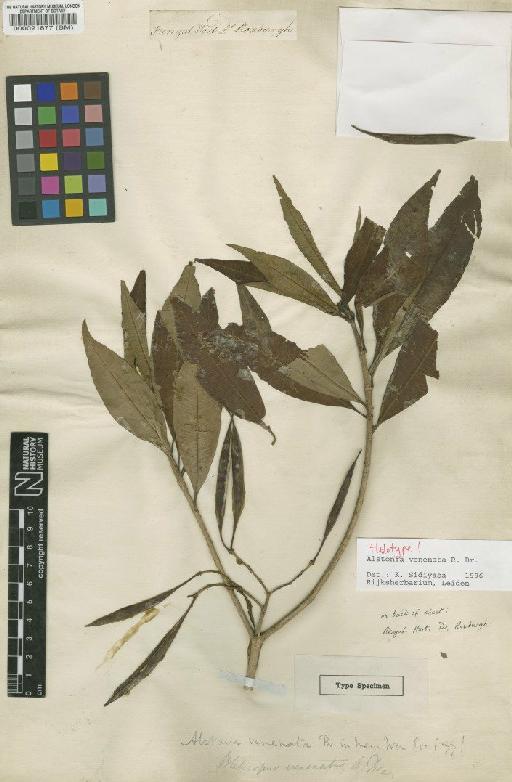 Alstonia venenata R.Br. - BM000021877