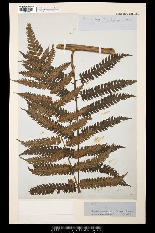 Cyathea kalbreyeri (Baker) Domin - Spruce - BM000778714