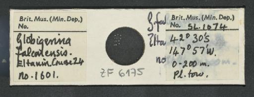 Globigerina falconensis Blow, 1959 - ZF6175.jpg