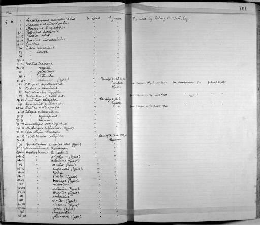 Haplochromis urotaenia Regan, 1922 - Zoology Accessions Register: Fishes: 1912 - 1936: page 101