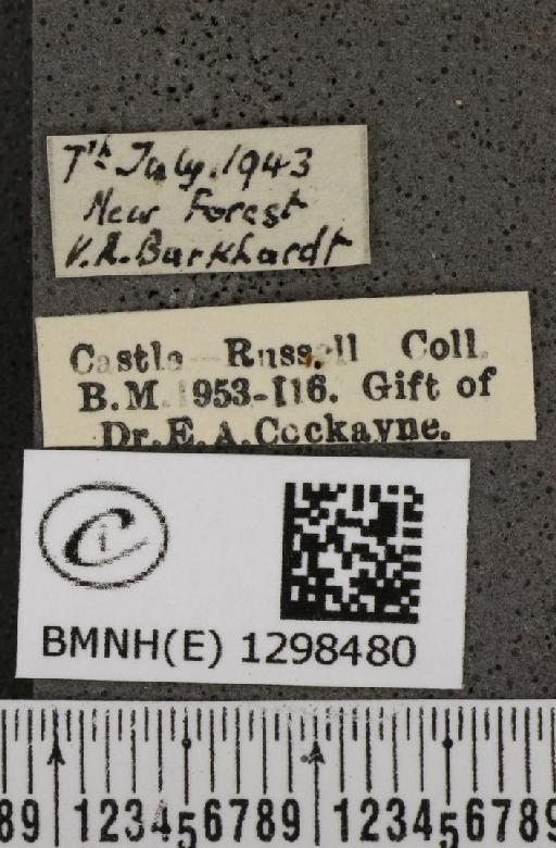 Polyommatus icarus icarus ab. elongata Tutt, 1910 - BMNHE_1298480_label_149056
