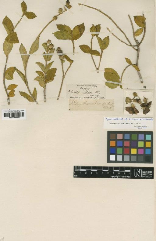 Osbeckia gracilis Bedd. - BM000944354