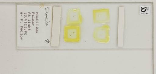 Culicoides imicola Kieffer - 014772691_284764_1334625_157799_NonType