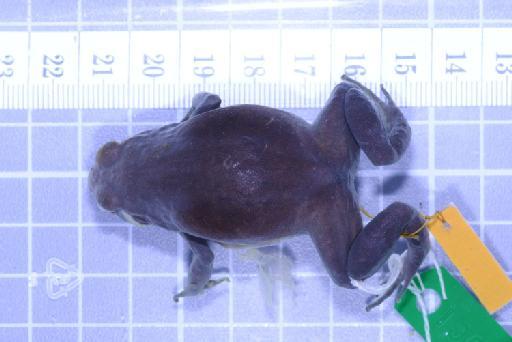 Callulops humicola compta (Zweifel, 1972) - Image of specimen 1961.839
