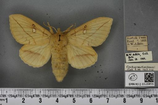 Euthrix potatoria ab. berolinensis Heyne, 1899 - BMNHE_1528496_197017