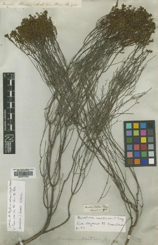 Microlicia martiana O.Berg ex Triana - BM000795937