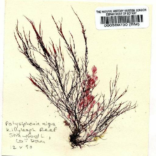 Polysiphonia nigra (Huds.) Batters - BM000569730.jpg