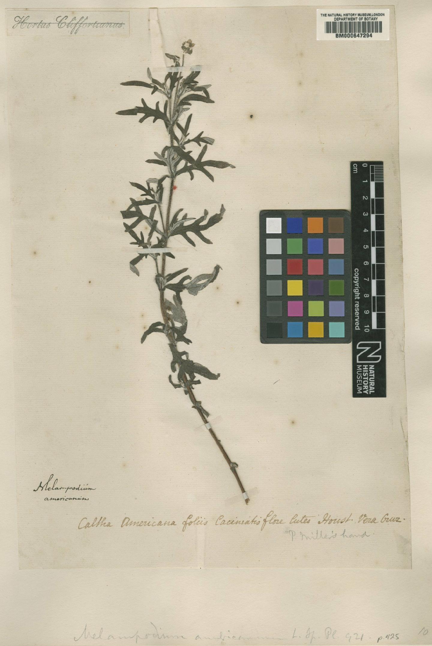 To NHMUK collection (Melampodium americanum L.; Lectotype; NHMUK:ecatalogue:4703083)