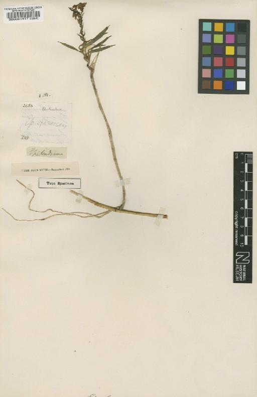 Epidendrum spinescens Lindl. - BM000091917