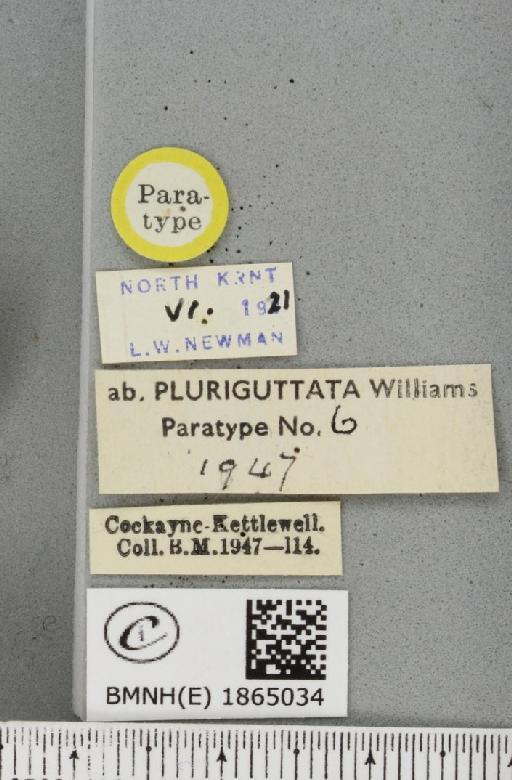 Angerona prunaria ab. striolata Klemensiewicz, 1913 - BMNHE_1865034_label_430700