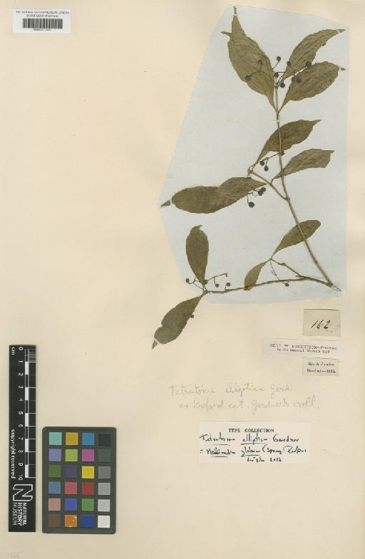 Mollinedia glabra (Spreng.) Perkins - BM001217402