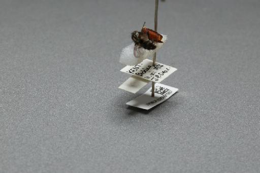 Sarcophaga (Myorhina) nigriventris Meigen, 1826 - 015091667_additional_3