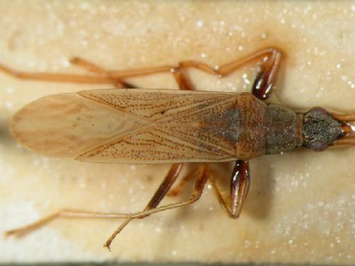 Paromius exiguus Distant - Hemiptera: Parexi