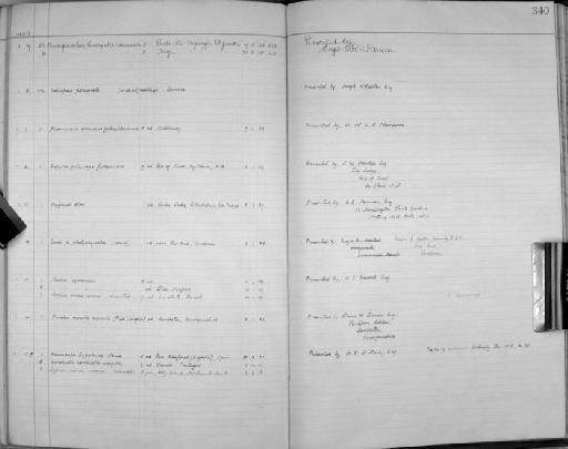 Muscicapa hypoleuca iberiae Witherby, 1928 - Zoology Accessions Register: Aves (Skins): 1926 - 1929: page 340