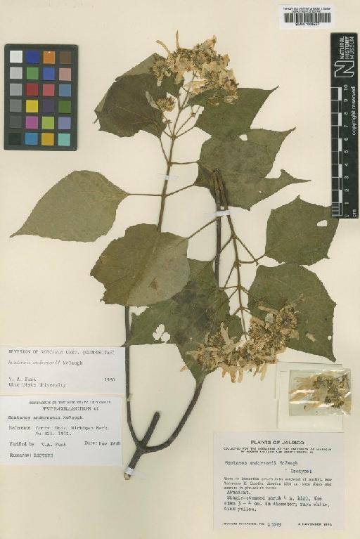 Montanoa andersonii McVaugh - BM001009527