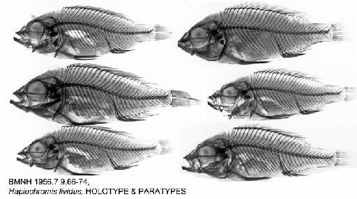Haplochromis lividus Greenwood, 1956 - BMNH 1956.7.9.66-74, Haplochromis lividus, HOLOTYPE & PARATYPES, Radiograph (2/2)