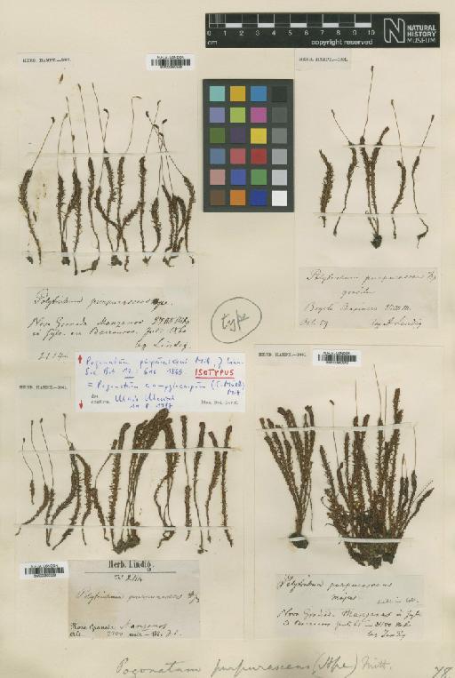 Pogonatum campylocarpum (Müll.Hal.) Mitt. - BM000960538_a