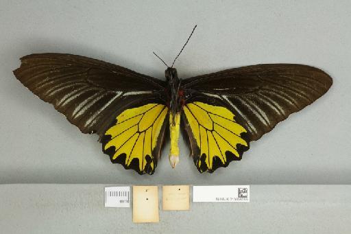 Troides helena cerberus Rothschild, 1895 - 013606595_additional