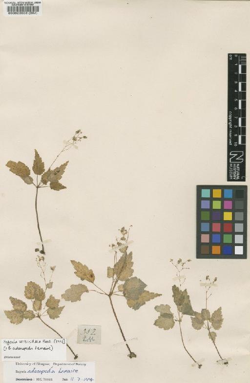 Begonia adenopoda Lem. - BM000020333