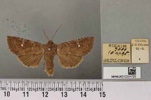 Lophotyna albirena (Moore, 1867) - NHMUK 010354725 Lophotyna albirena (Moore 1867) Male Sikkim