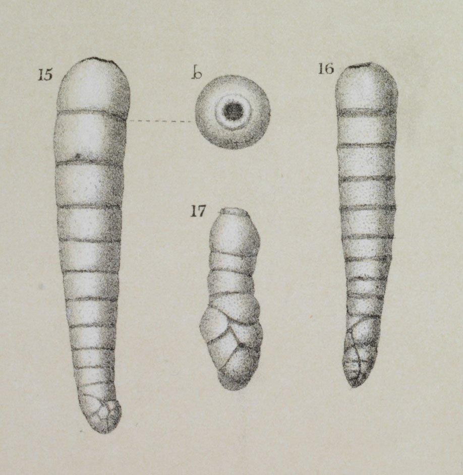 To NHMUK collection (Sagrina columellaris Brady, 1881; Syntype; NHMUK:ecatalogue:3093181)