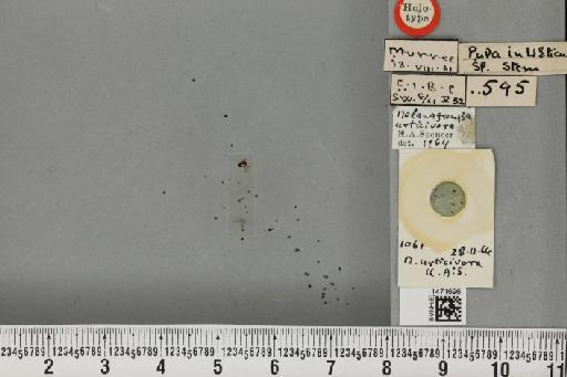 Melanagromyza urticivora Spencer, 1966 - BMNHE_1471696_46692