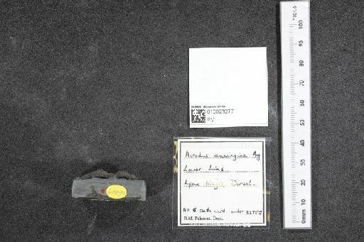 Acrodus anningae Agassiz, 1837 - 010023277_L010040447