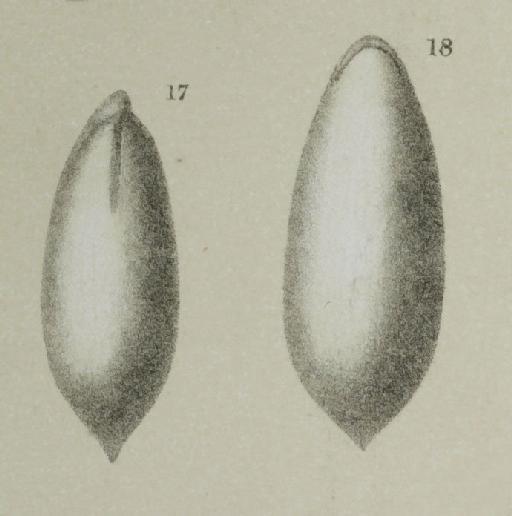 Lagena apiculata - ZF1618_56_18_Parafissurina_lateralis.jpg