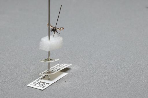 Herina frondescentiae (Linnaeus, 1758) - 015046470_additional_1