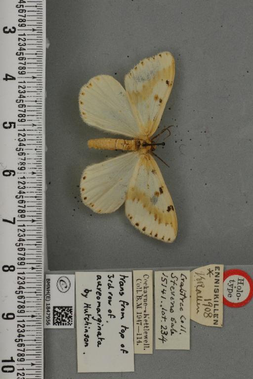 Abraxas grossulariata ab. perpallida Hutchinson, 1974 - BMNHE_1847956_a_418337