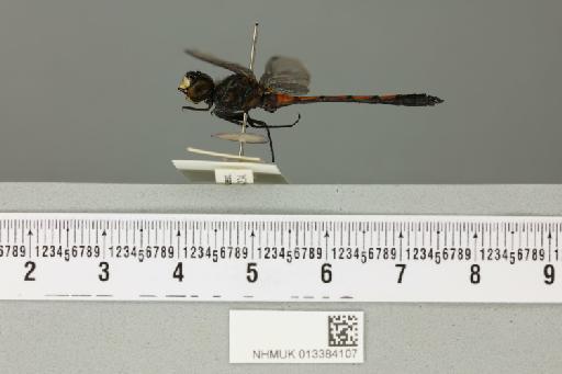 Agrionoptera dorothea Fraser, 1927 - 013384107_lateral