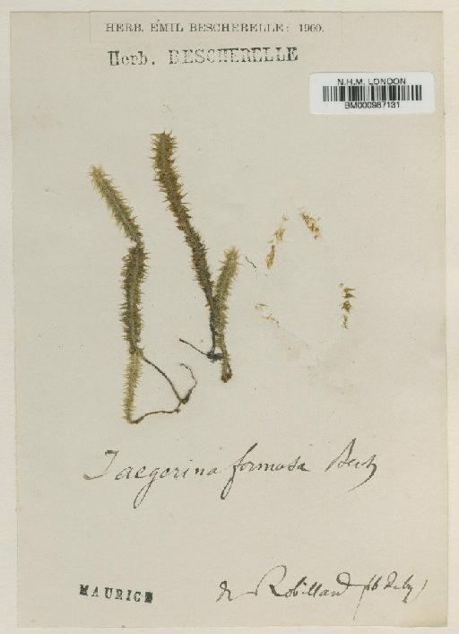 Jaegerina formosa Besch. - BM000987131